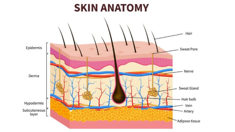 Understanding Your Skin: A Foundation for Healthy Radiance